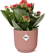 Kalanchoe blossfeldiana 'Rosalina Don Justino', Red, in ELHO Vibes Fold pot, Pink, Ø14cm