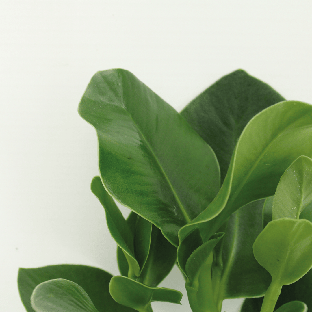 Clusia Princess (Signature Tree) - 2 plants - Ø12cm - ↕15cm