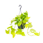 Load image into Gallery viewer, Epipremnum pinnatum &#39;Golden Pothos&#39; (Scindapsus) - Ø15 - ↕25cm
