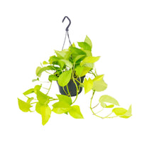 Epipremnum pinnatum 'Golden Pothos' (Scindapsus) - Ø15 - ↕25cm