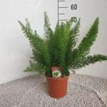 Load image into Gallery viewer, Asparagus densiflorus 'Meyers' - Ø17cm - ↕50cm