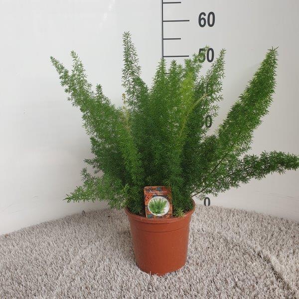 Asparagus densiflorus 'Meyers' - Ø17cm - ↕50cm