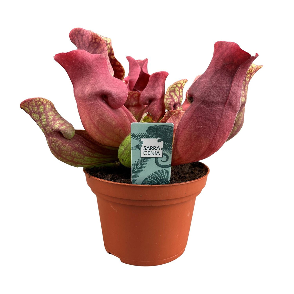 Sarracenia 'Maroon' - Ø12cm - ↕23cm