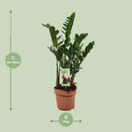 Load image into Gallery viewer, Zamioculcas zamiifolia - Ø17cm - ↕70cm