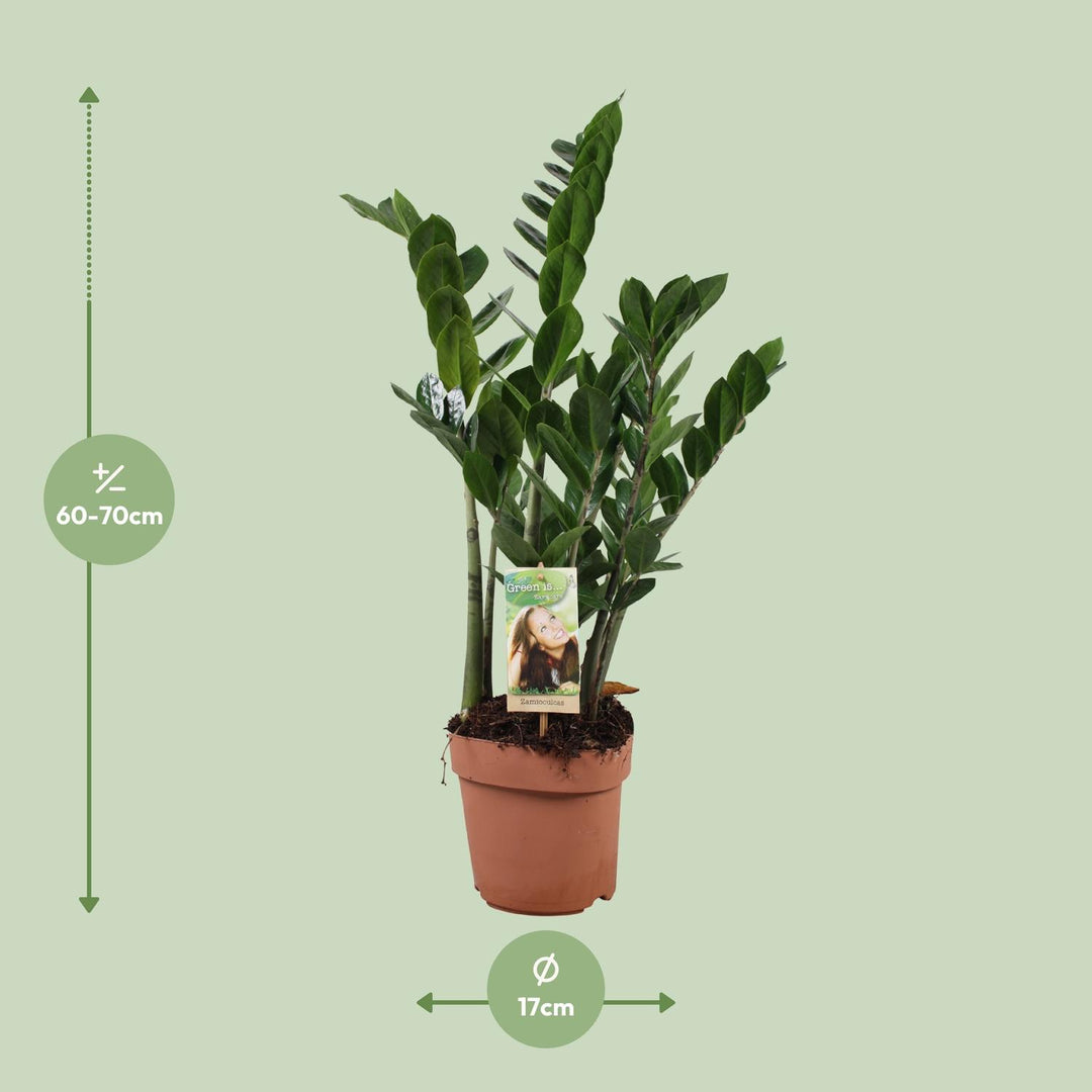 Zamioculcas zamiifolia - Ø17cm - ↕70cm