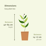 Load image into Gallery viewer, Easy plant box - 4 indoor plants - Various heights - Ø14-17cm - h 40-85cm
