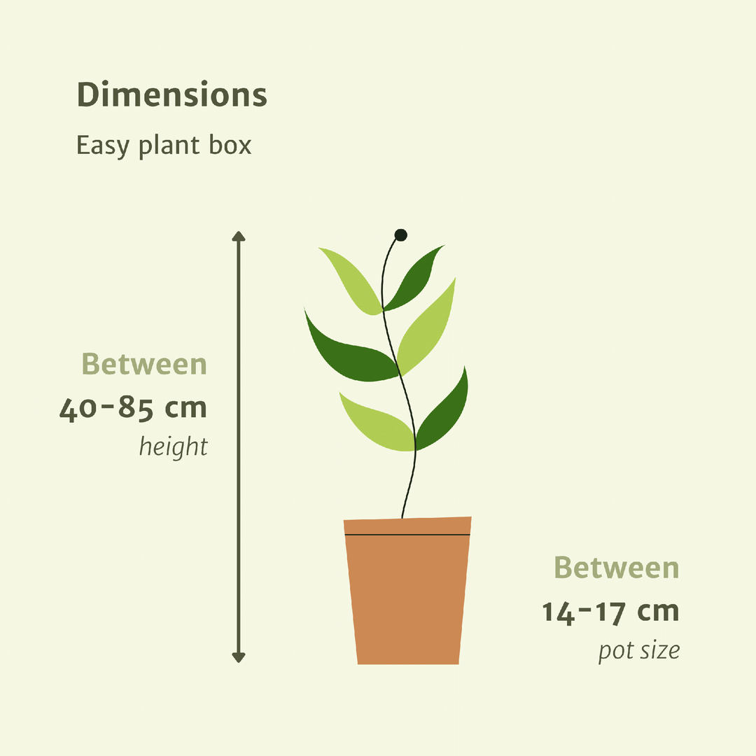 Easy plant box - 4 indoor plants - Various heights - Ø14-17cm - h 40-85cm