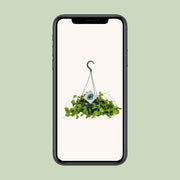 Dischidia imbricata - Ø14 ↕40