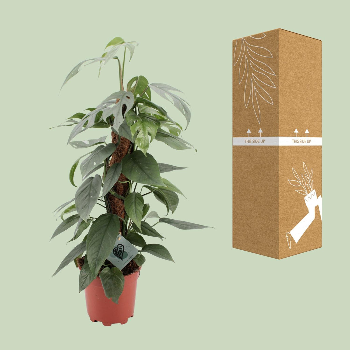 Epipremnum pinnatum 'Cebu Blue' - Ø17cm - ↕60cm