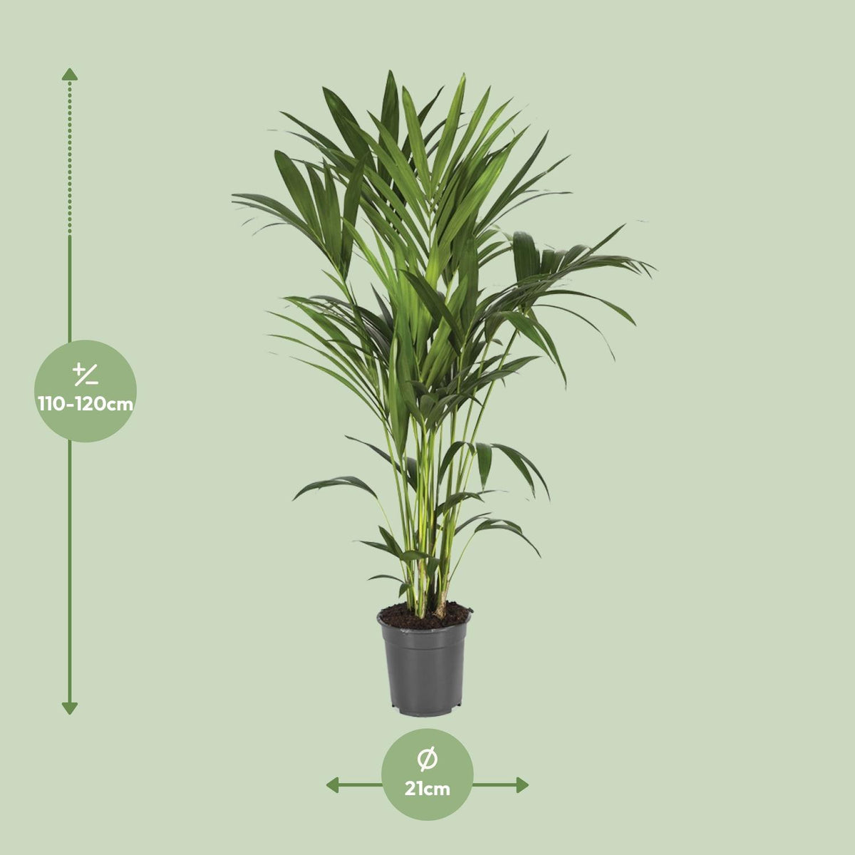 Howea Forsteriana (Kentia) - Ø21cm - ↕120cm