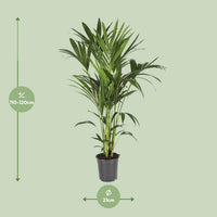 Howea Forsteriana (Kentia) - Ø21cm - ↕120cm