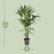 Howea Forsteriana (Kentia) - Ø21cm - ↕120cm