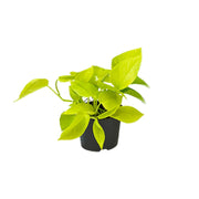 Epipremnum pinnatum 'Golden Pothos' (Scindapsus) - Ø12 - ↕15cm