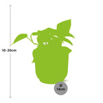 Load image into Gallery viewer, Epipremnum pinnatum ‘Golden Pothos’ - ↕10-20cm - in ELHO Vibes Fold, Yellow, Ø14cm
