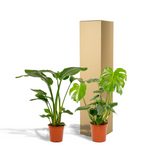 Load image into Gallery viewer, Tropical Duo - Strelitzia nicolai - Ø19cm - ↕85cm + Monstera deliciosa - Ø21cm - ↕75cm