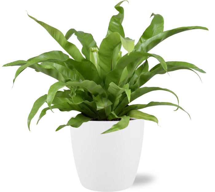Asplenium antiquum - Ø17cm - ↕45cm + Pot Brussels, White, D18x17cm