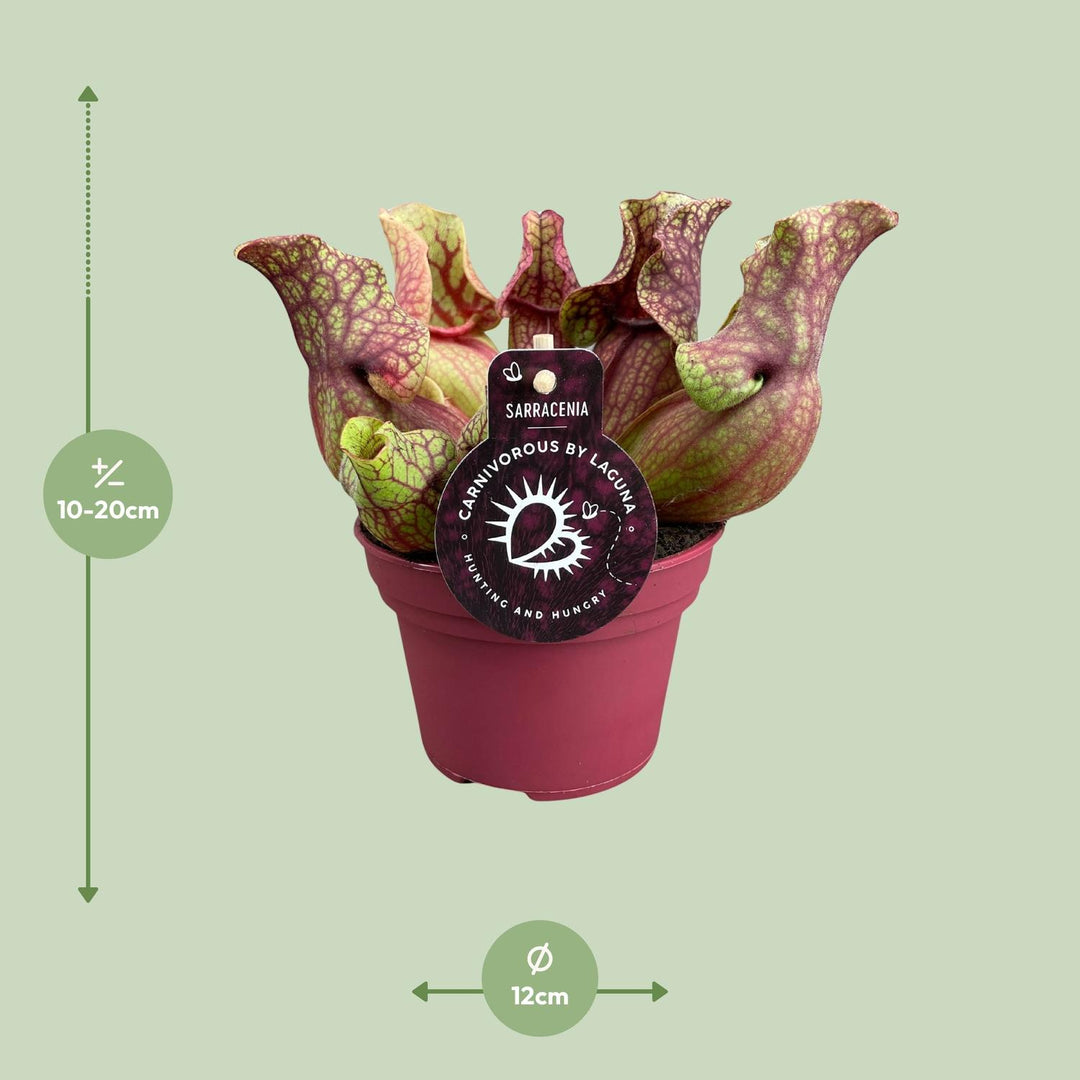 Sarracenia purpurea venosa - Ø12cm - ↕20cm