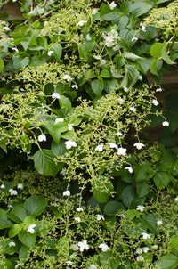 Hydrangea petiolaris - 4 plants - ↨65cm - Ø15