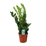 Load image into Gallery viewer, Zamioculcas zamiifolia - Ø17cm - ↕65cm