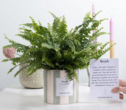 Nephrolepis Green Lady con bigliettino regalo 