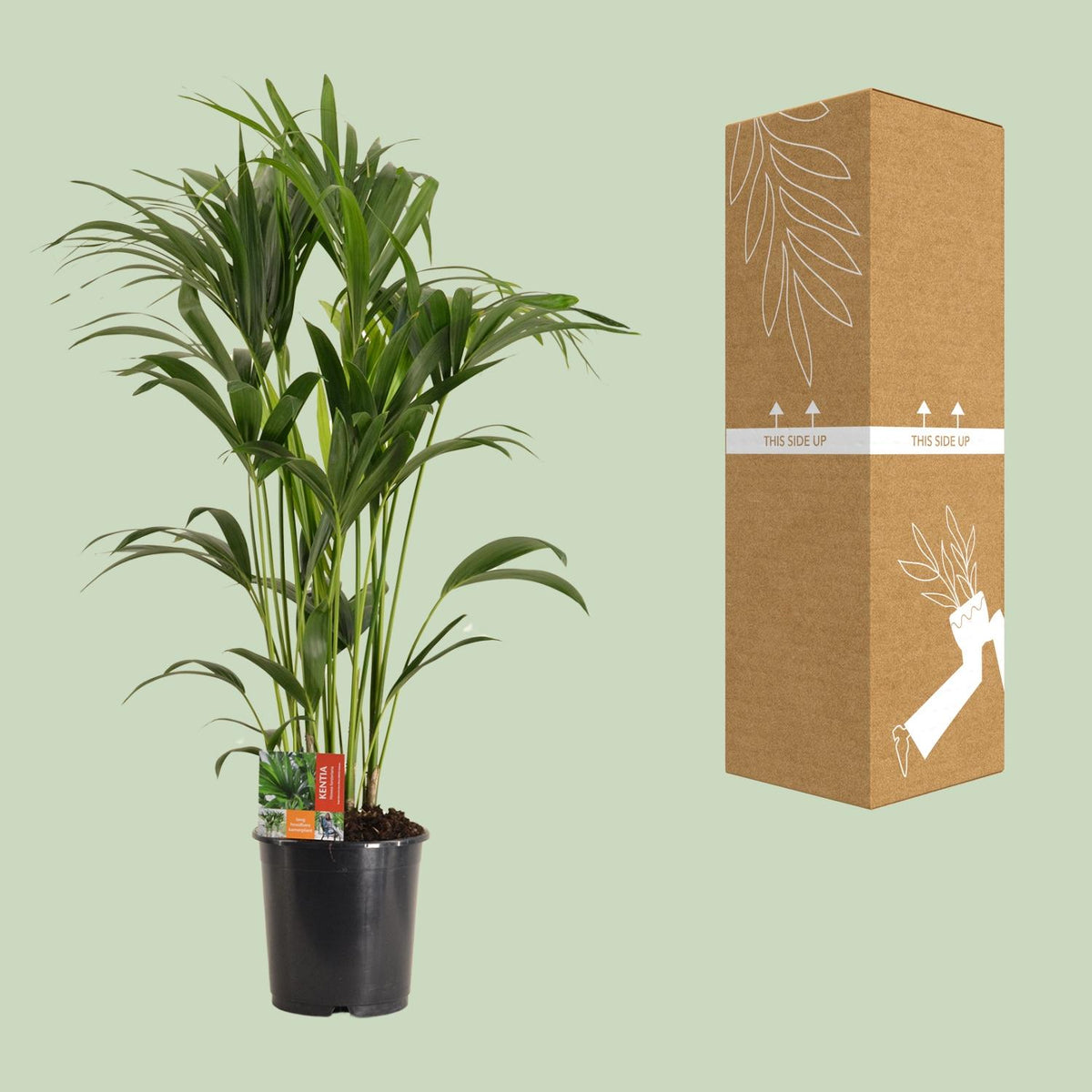 Howea Forsteriana (Kentia) - Ø24cm - ↕120cm
