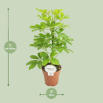Load image into Gallery viewer, Schefflera compacta 'Nora' - Ø13cm - ↕45cm