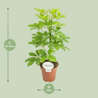 Schefflera compacta 'Nora' - Ø13cm - ↕45cm