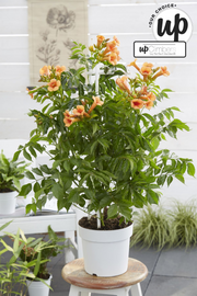 Campsis 'Indian Summer' (Orange Trumpet Flower) - Ø15cm - ↕65cm