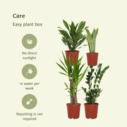 Easy plant box - 4 indoor plants - Various heights - Ø14-17cm - h 40-85cm