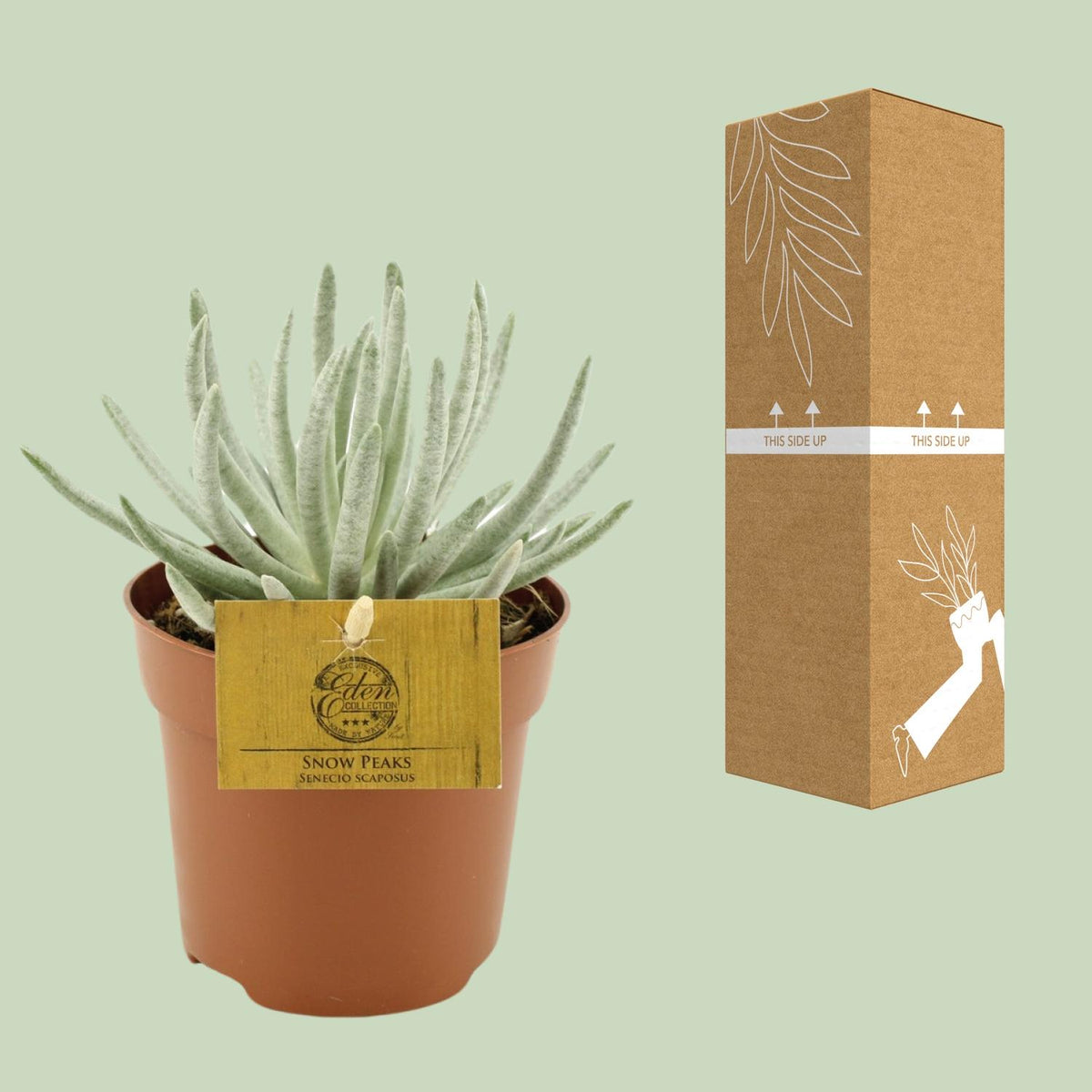 Senecio scaposus - Ø10,5cm - ↕15cm