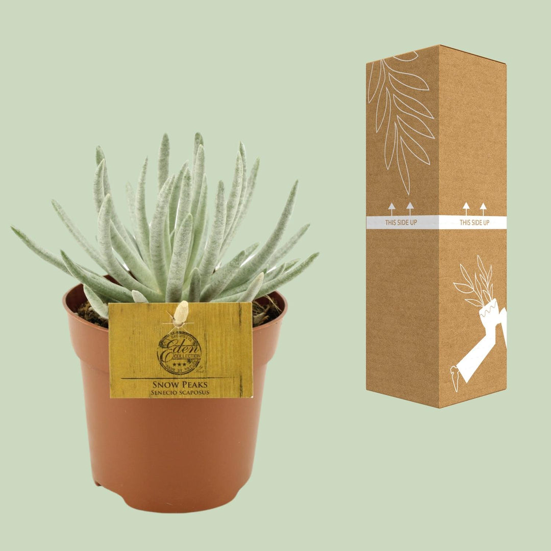 Senecio scaposus - Ø10,5cm - ↕15cm