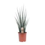 Load image into Gallery viewer, Sansevieria trifasciata &#39;Fernwood Mikado&#39; - Ø19cm - ↕80cm
