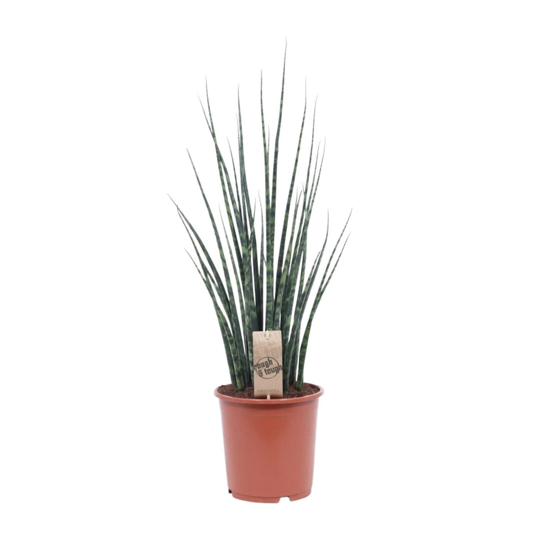 Sansevieria trifasciata 'Fernwood Mikado' - Ø19cm - ↕80cm