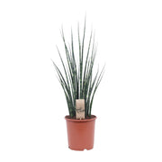 Sansevieria trifasciata 'Fernwood Mikado' - Ø19cm - ↕80cm