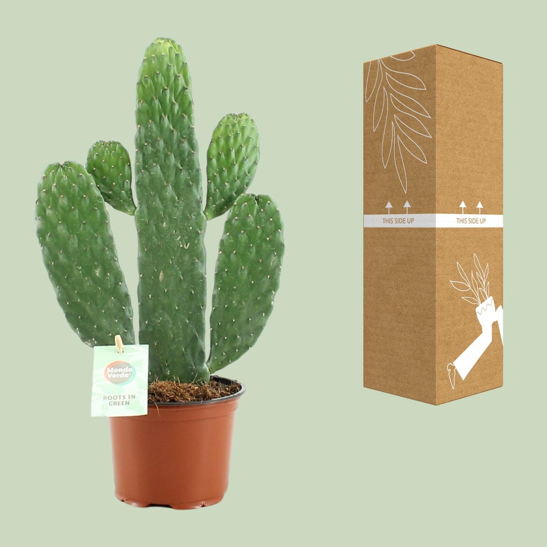 Opuntia rubescens consolea - Ø12cm - ↕35cm