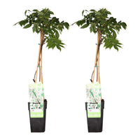 Wisteria floribunda 'Longissima Alba' - 2 pezzi - ↨65cm - Ø15