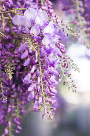 Wisteria floribunda 'Naga Noda' - 2 pieces - Ø15 - ↨65cm