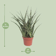 Sansevieria trifasciata 'Fernwood Punk' - Ø12cm - ↕35cm