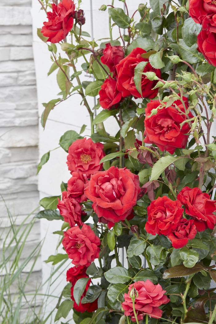 Rosa 'Crazy in love', Red - Ø15cm - ↕65cm