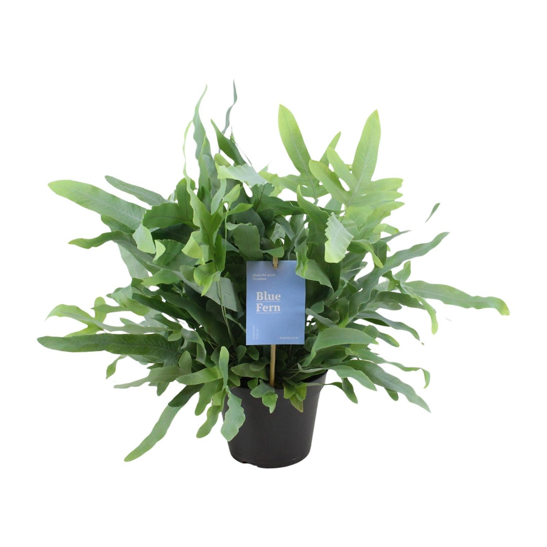 Phlebodium aureum 'Blue Fern' - Ø14cm - ↕40cm