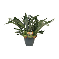 Platycerium bifurcatum - Ø20cm - ↕50cm
