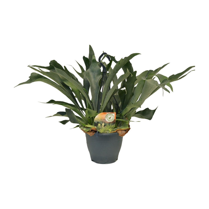 Platycerium bifurcatum - Ø20cm - ↕50cm