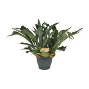 Platycerium bifurcatum - Ø20cm - ↕50cm