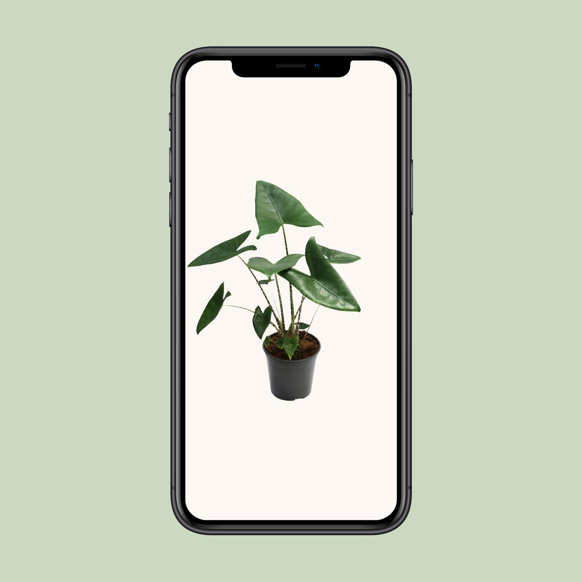 Alocasia zebrina - Ø21cm - ↕60cm