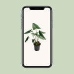 Load image into Gallery viewer, Alocasia zebrina - Ø21cm - ↕60cm
