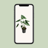 Alocasia zebrina - Ø21cm - ↕60cm