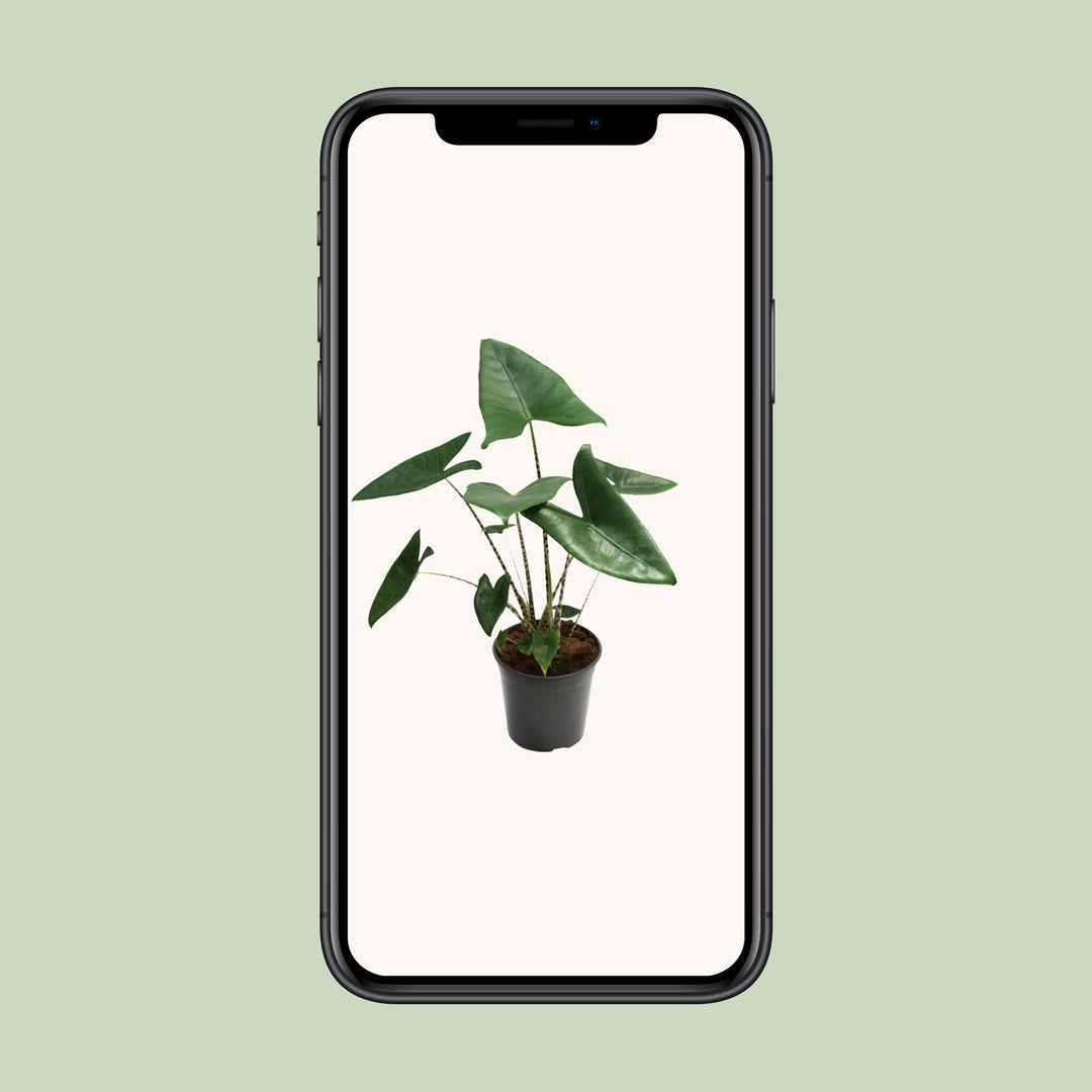 Alocasia zebrina - Ø21cm - ↕60cm