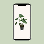 Alocasia zebrina - Ø21cm - ↕60cm
