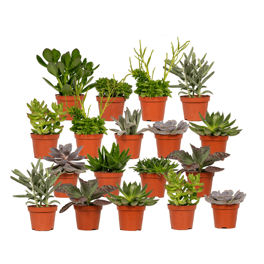 Succulent Mix - 18 plants - Ø8,5cm - ↕10cm