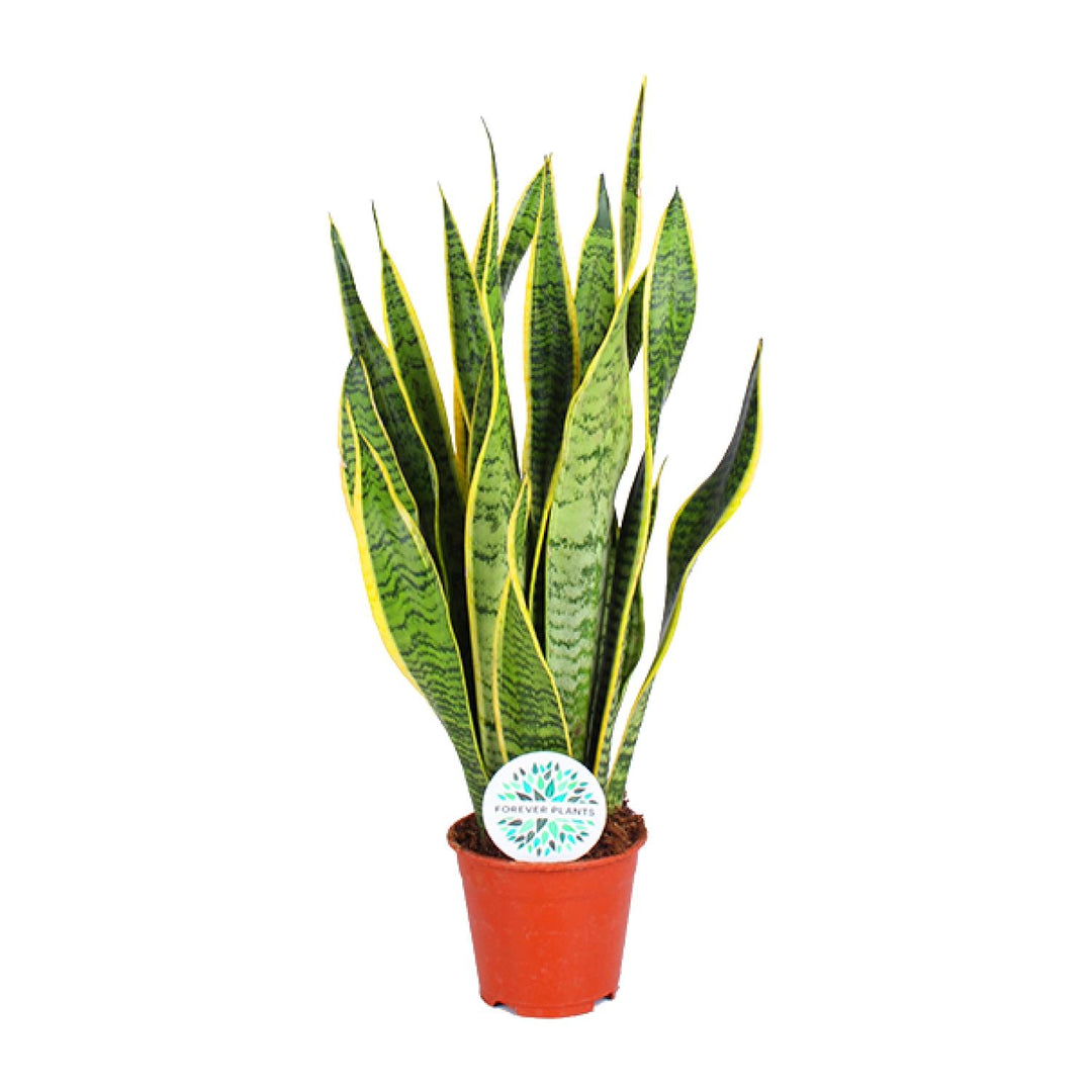 Sansevieria trifasciata 'Laurentii' (Mother-in-law’s Tongue) - Ø14cm - ↕50cm